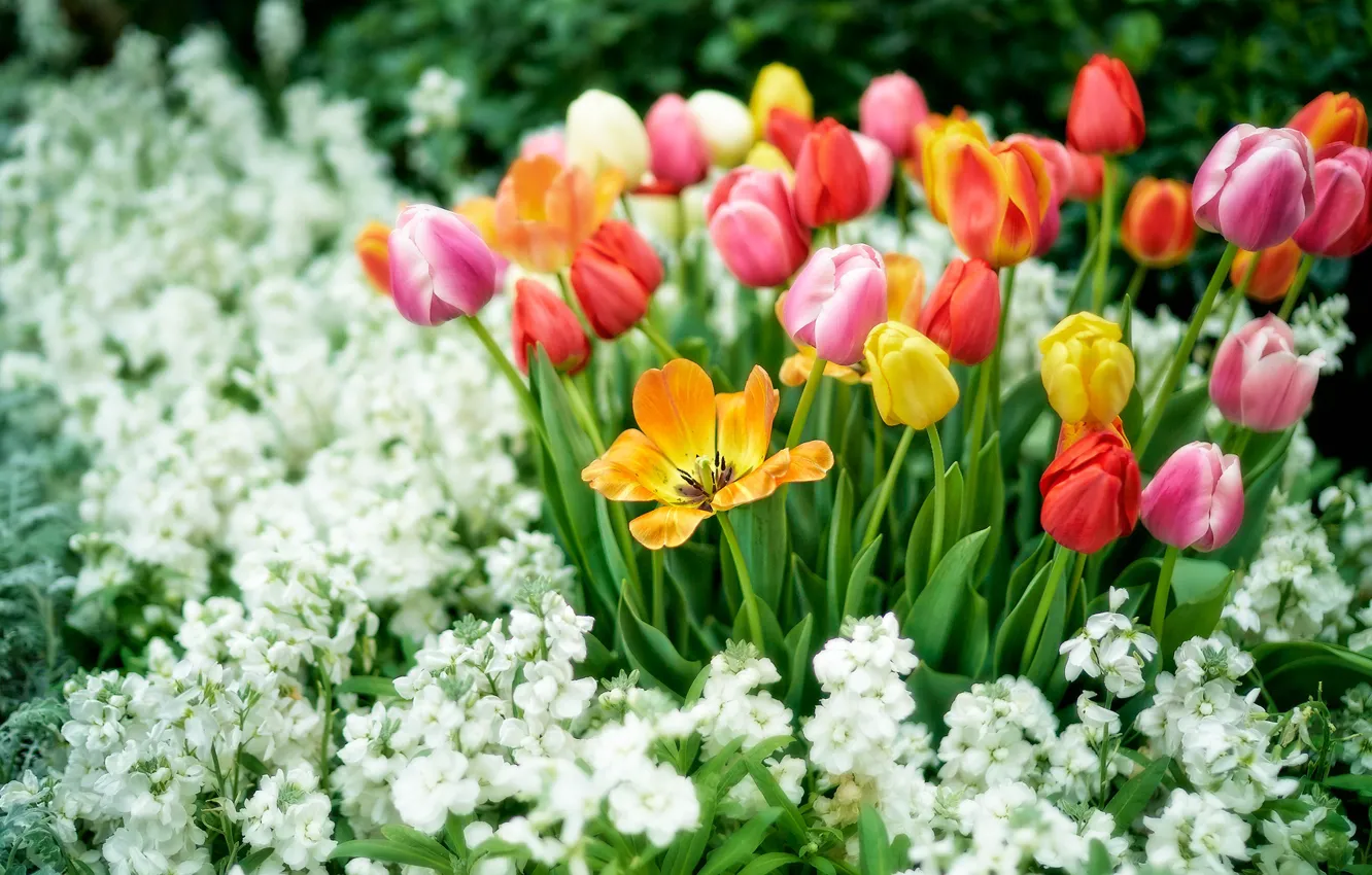 Фото обои цветы, весна, желтые, сад, тюльпаны, красные, розовые, белые