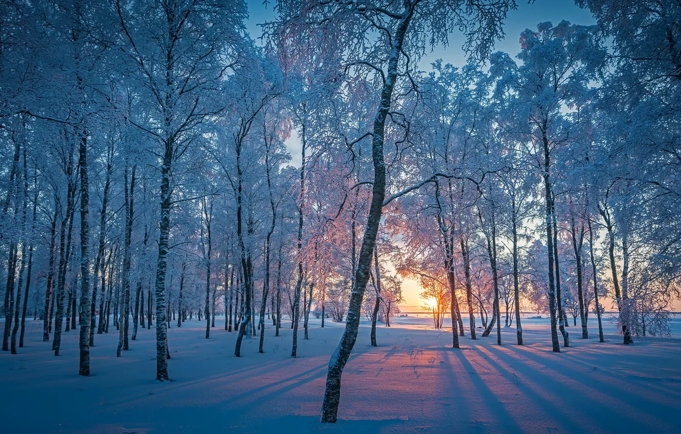 Фото обои зима, лес, снег, утро