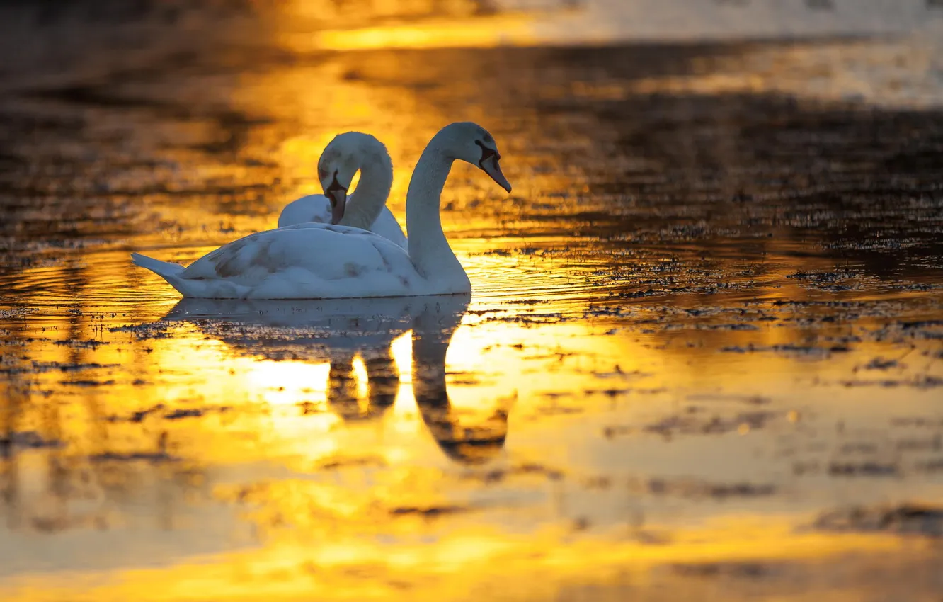 Фото обои зима, птицы, озеро, рассвет, лебеди