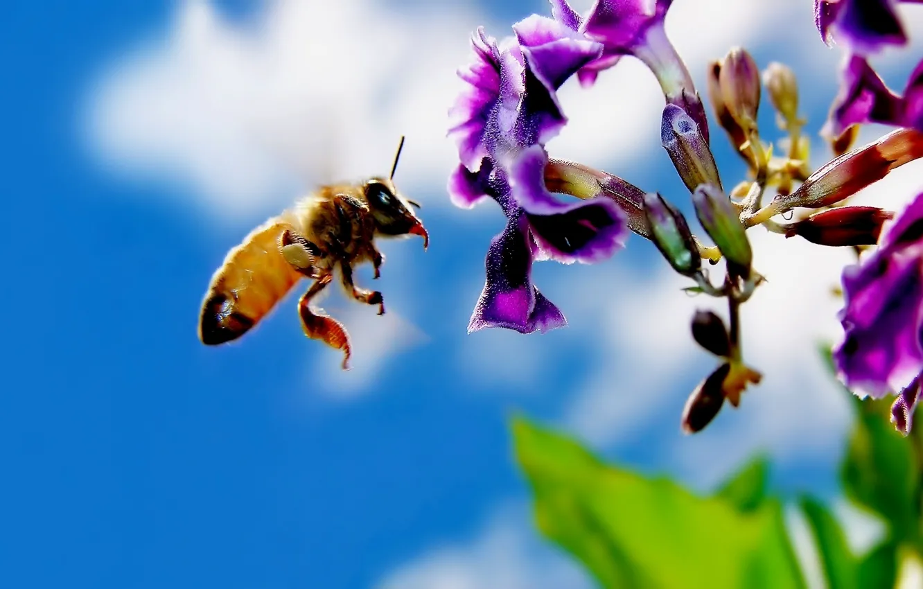 Фото обои пчела, Цветок