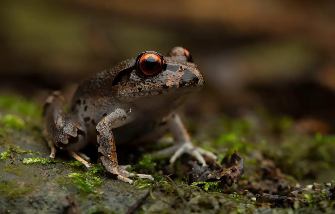 Фото обои природа, фон, Mixophyes fleayi, Juvenile Fleay's barred frog