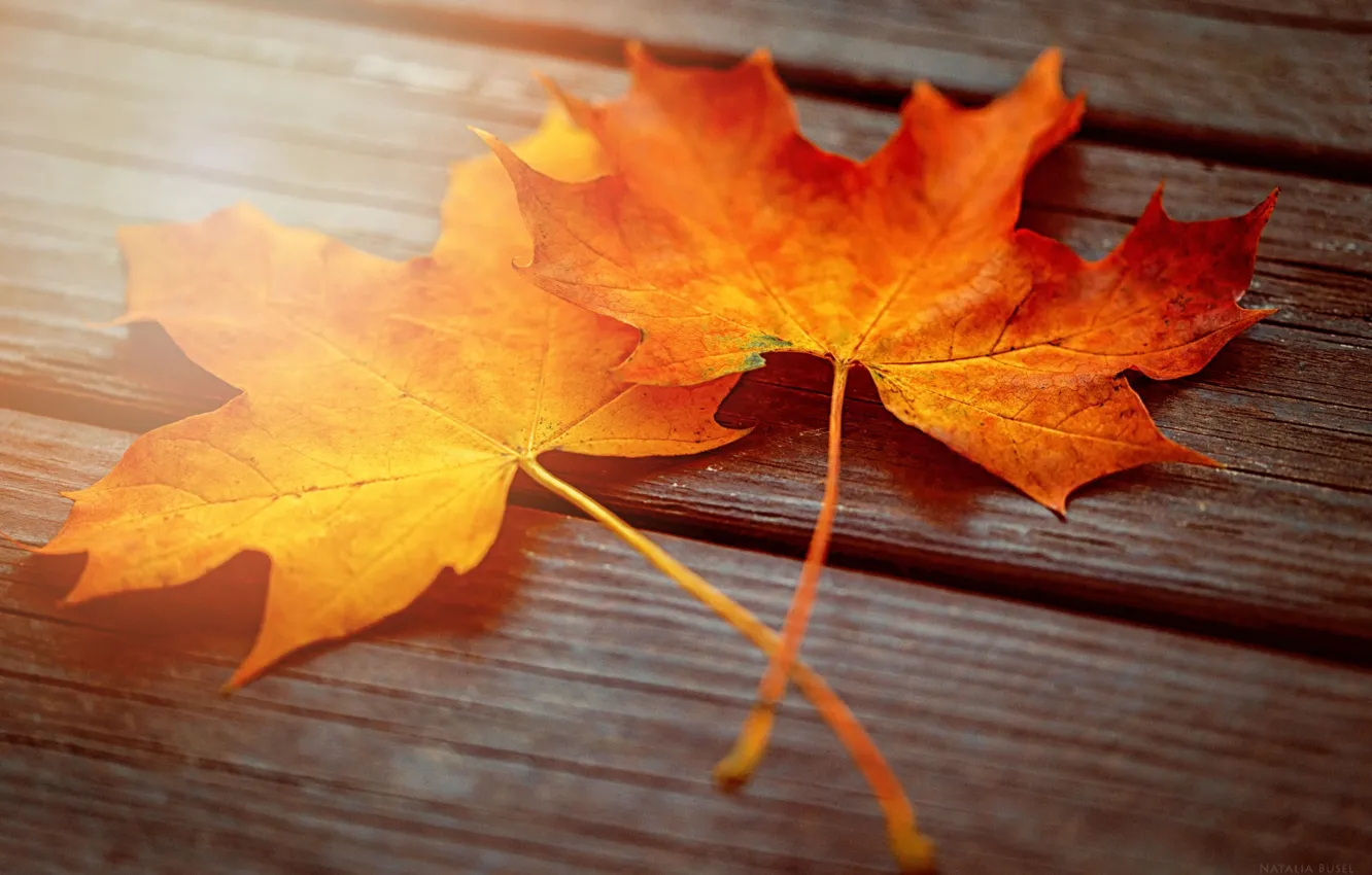 Фото обои осень, листья, макро, свет, доски, два, клёна
