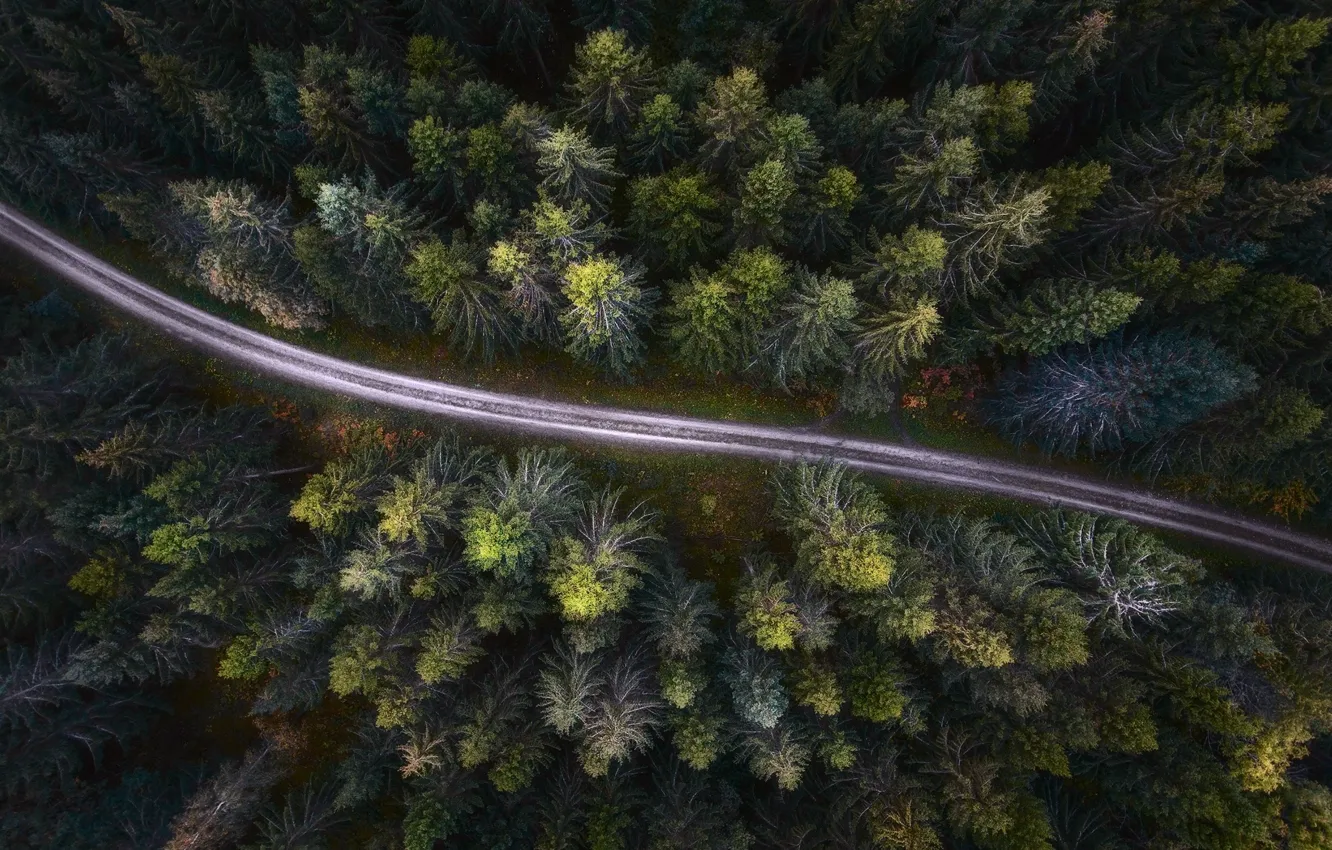 Фото обои дорога, лес, деревья, природа, вид сверху