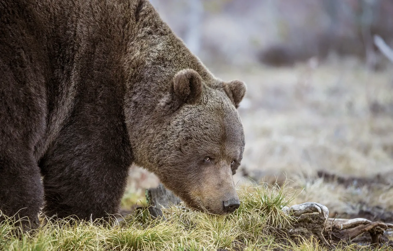 Фото обои трава, взгляд, природа, животное, хищник, медведь, Sergey Kulikov