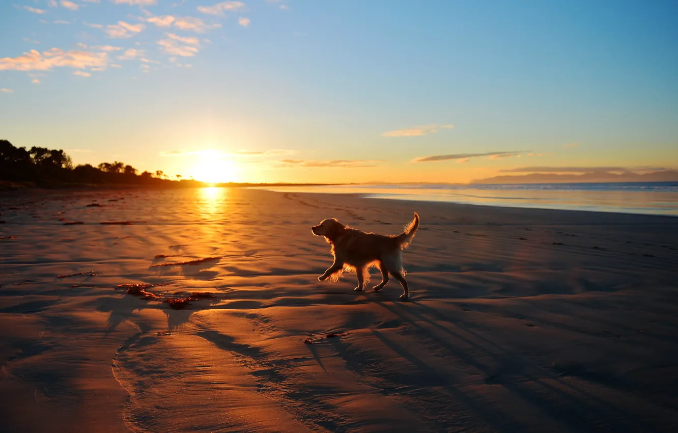 Фото обои море, пейзаж, закат, друг, собака