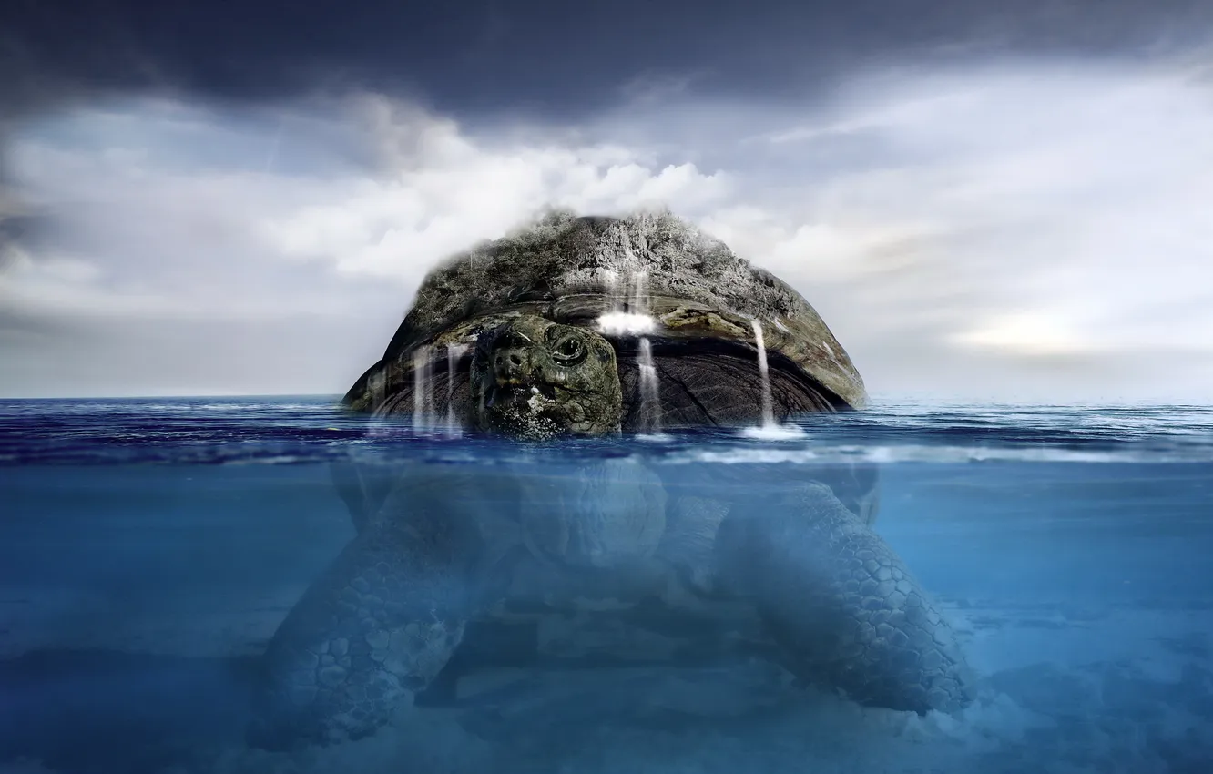 Фото обои вода, фон, черепаха
