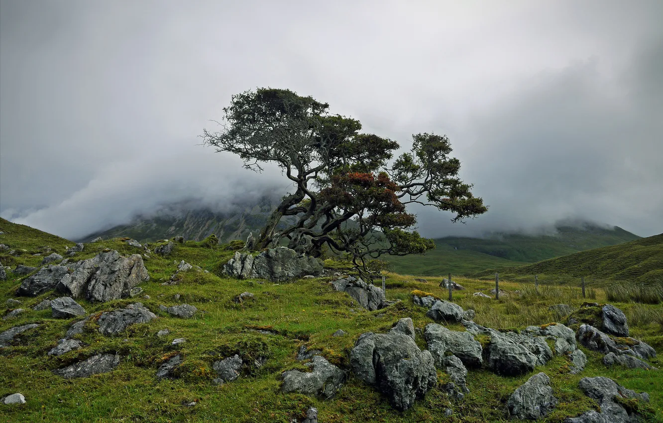 Фото обои горы, туман, камни, дерево