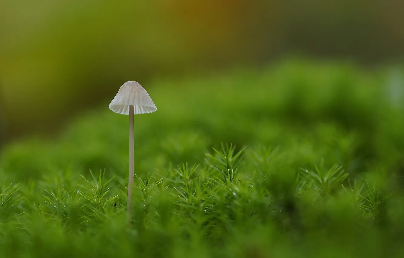 Фото обои макро, гриб, мох, зелёный, поганка