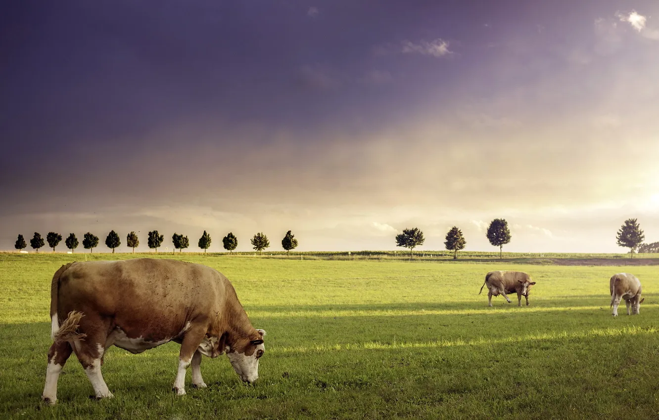 Фото обои поле, лето, коровы, скот