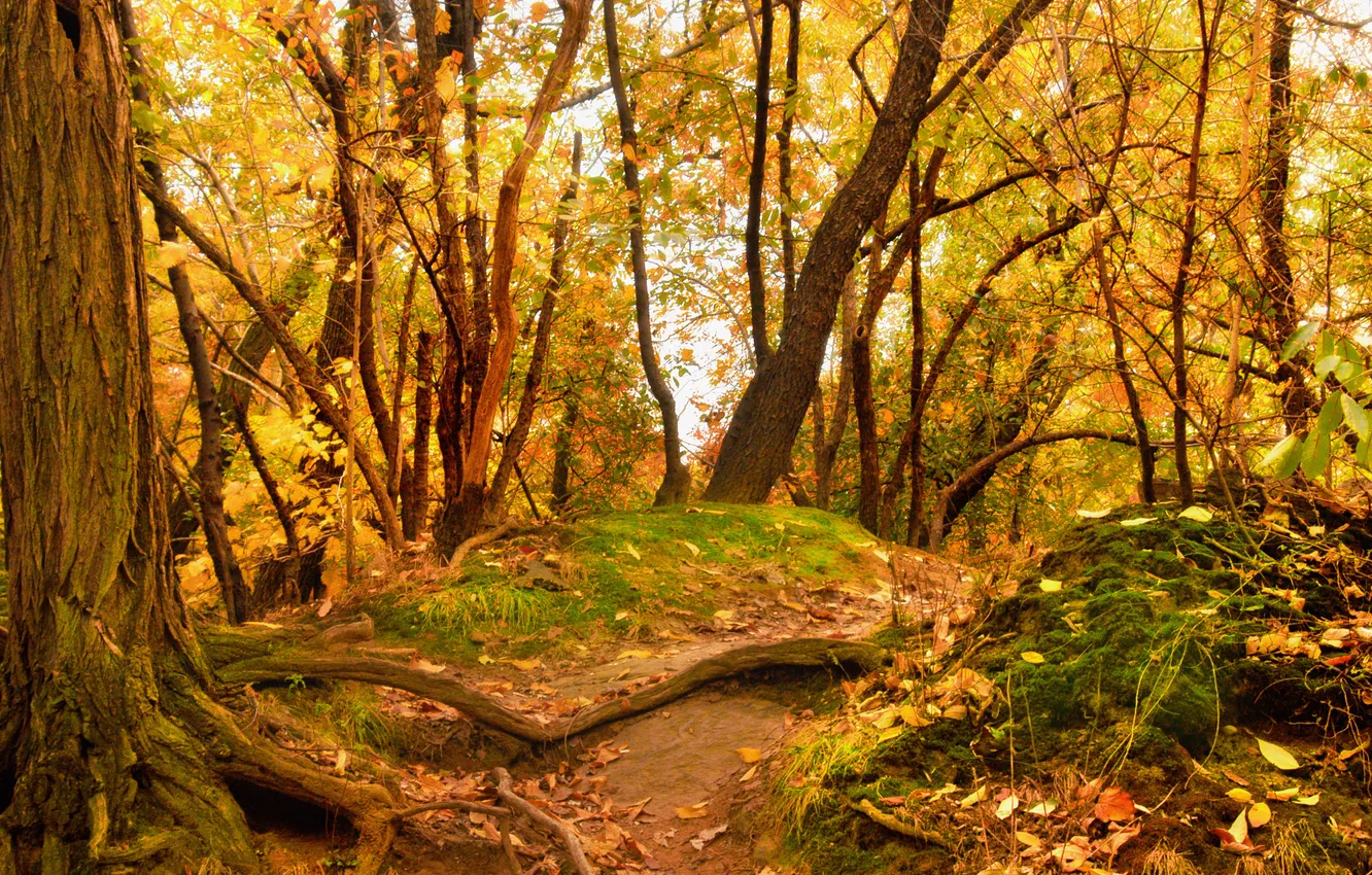 Фото обои осень, лес, деревья, желтые листья