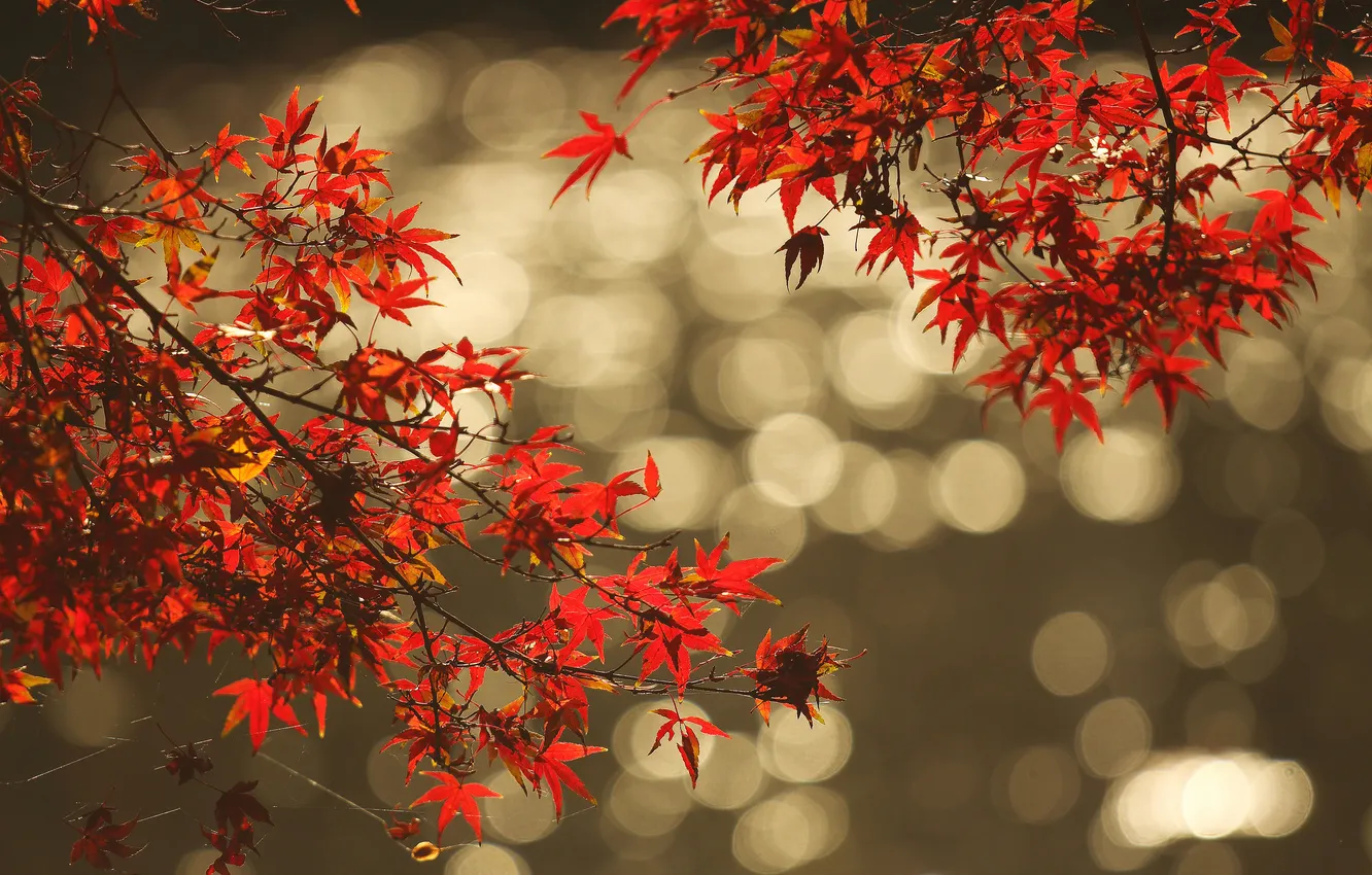 Фото обои осень, листья, вода, отражение, ветка, блик