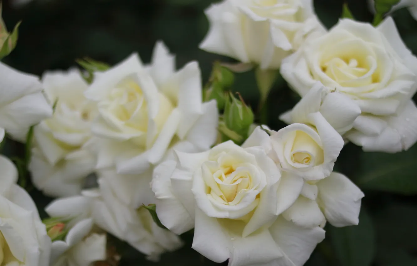 Фото обои макро, розы, лепестки, бутоны, белые розы