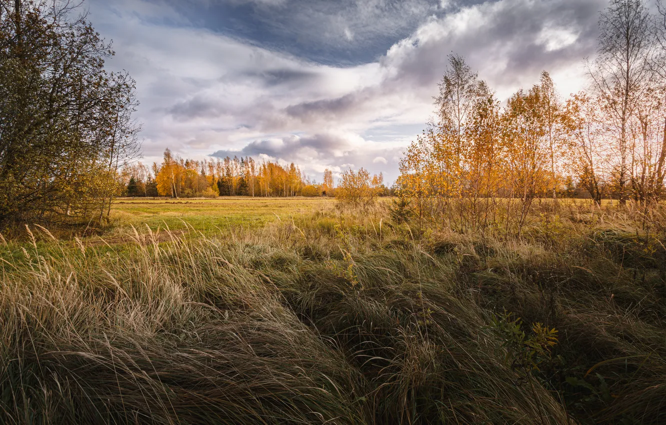 Фото обои grass, trees, leaves, grassland