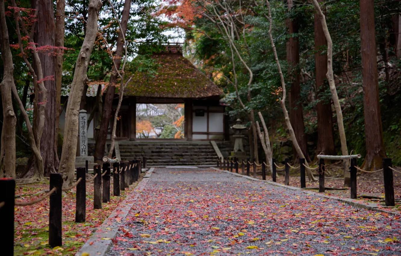 Фото обои Осень, Деревья, Япония, Листья, Ворота, Храм, Дорожка, Киото