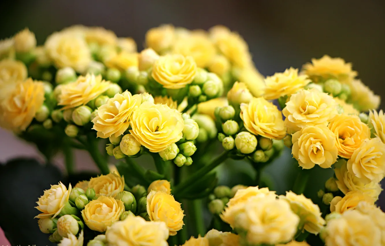 Фото обои макро, весна, желтые, бутоны, желтые цветы, каланхоэ
