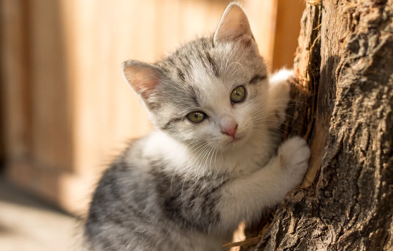 Фото обои Кошка, Котёнок, Cat