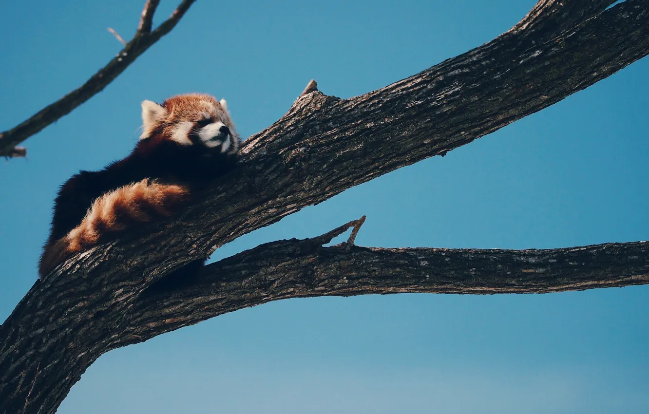 Фото обои дерево, спит, firefox, Красная панда