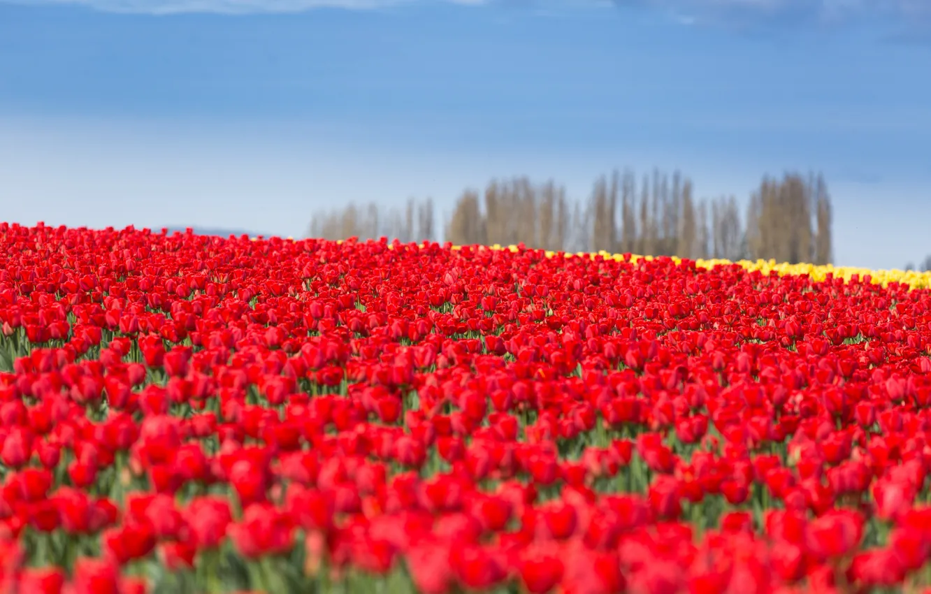Фото обои поле, небо, тюльпаны, красные, плантация