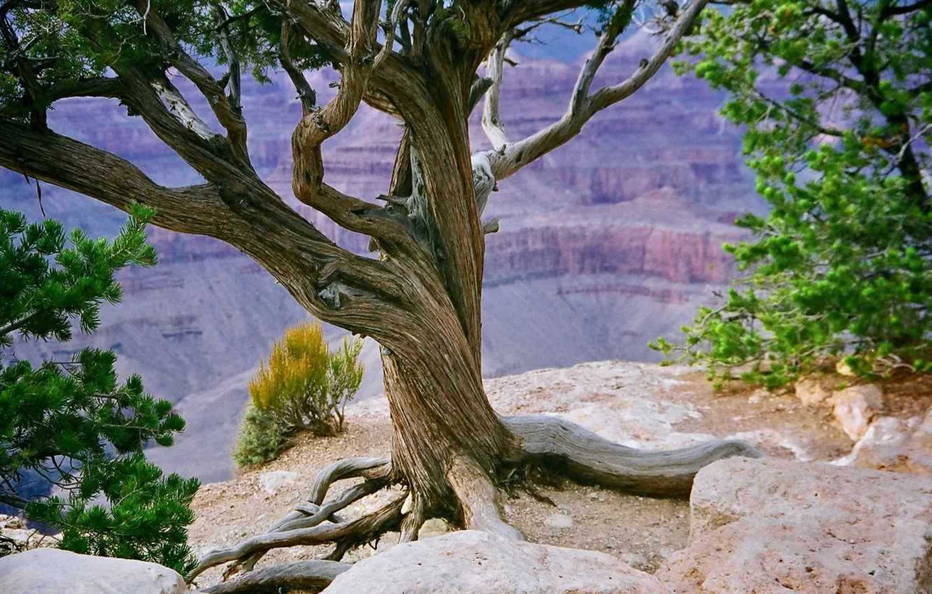 Фото обои rock, nature, tree