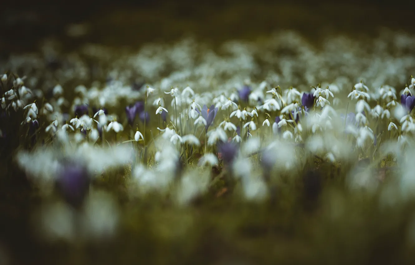 Фото обои трава, цветы, поляна, размытие, весна, фиолетовые, крокусы, белые