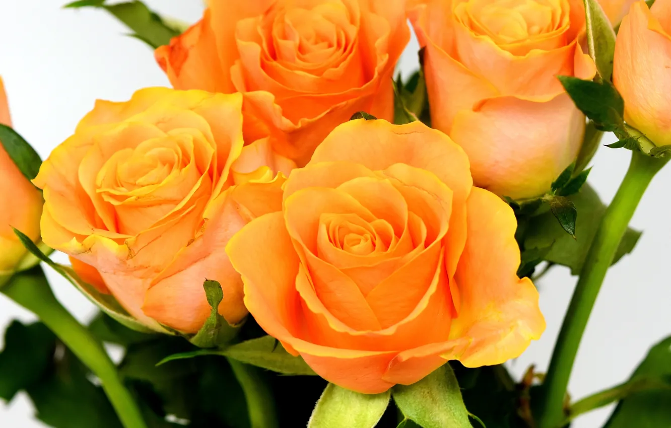 Фото обои цветы, розы, букет, оранжевые