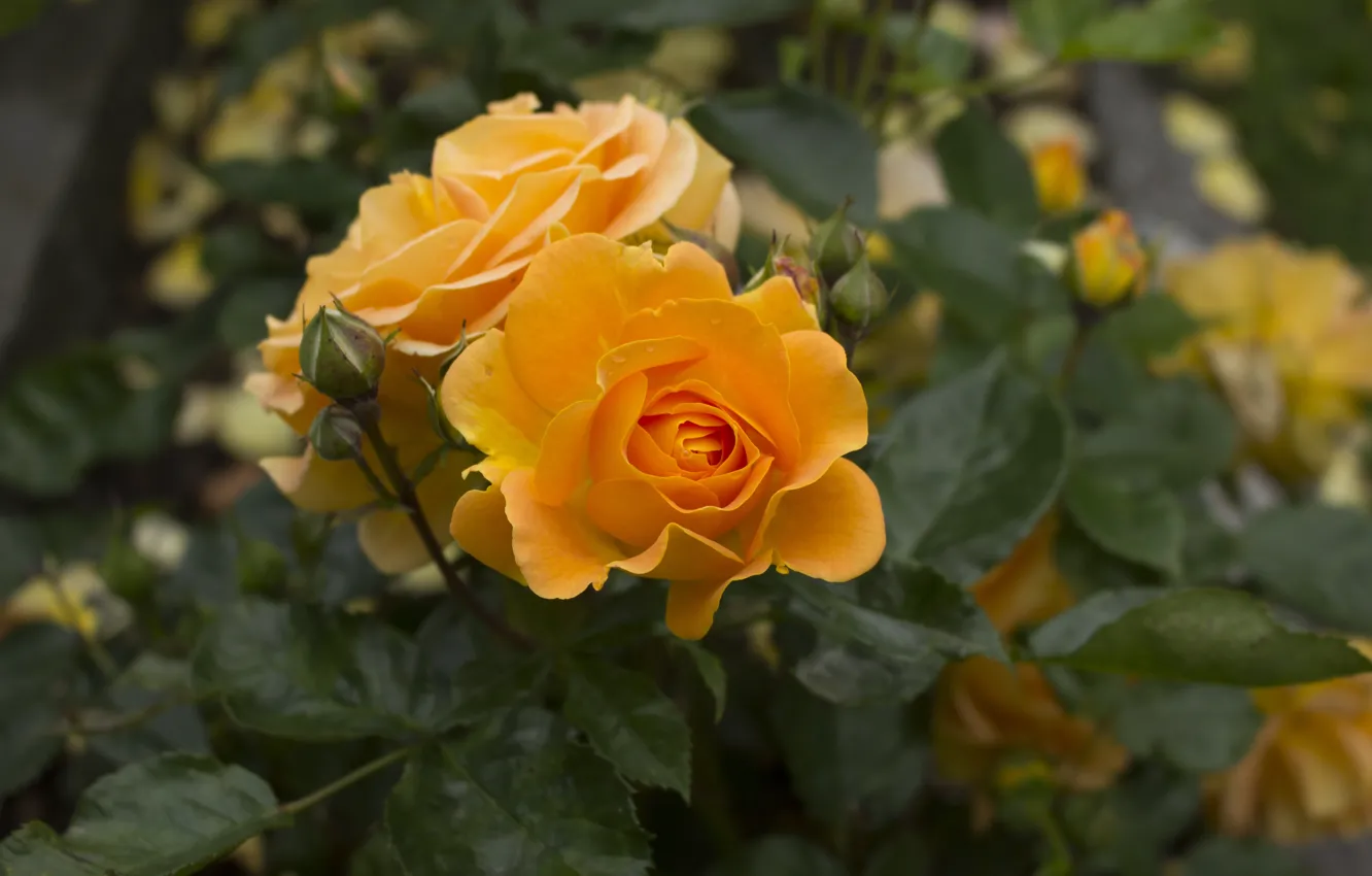 Фото обои цветок, листья, цветы, роза, розы, желтые, сад, оранжевые