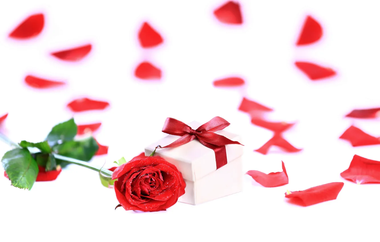 Фото обои подарок, романтика, роза, лепестки, rose, бант, красная, коробочка