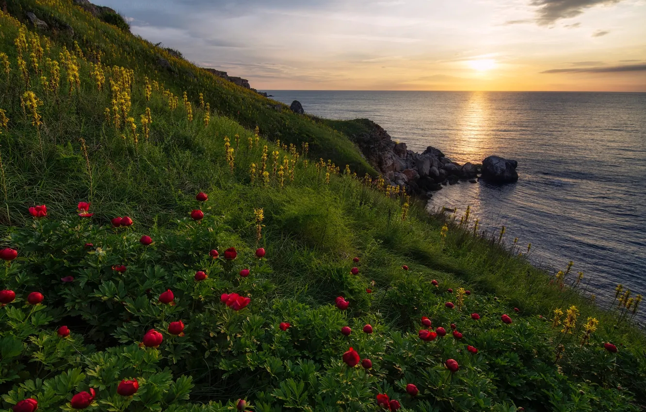 Фото обои море, цветы, восход, рассвет, побережье, пионы, Болгария, Black sea