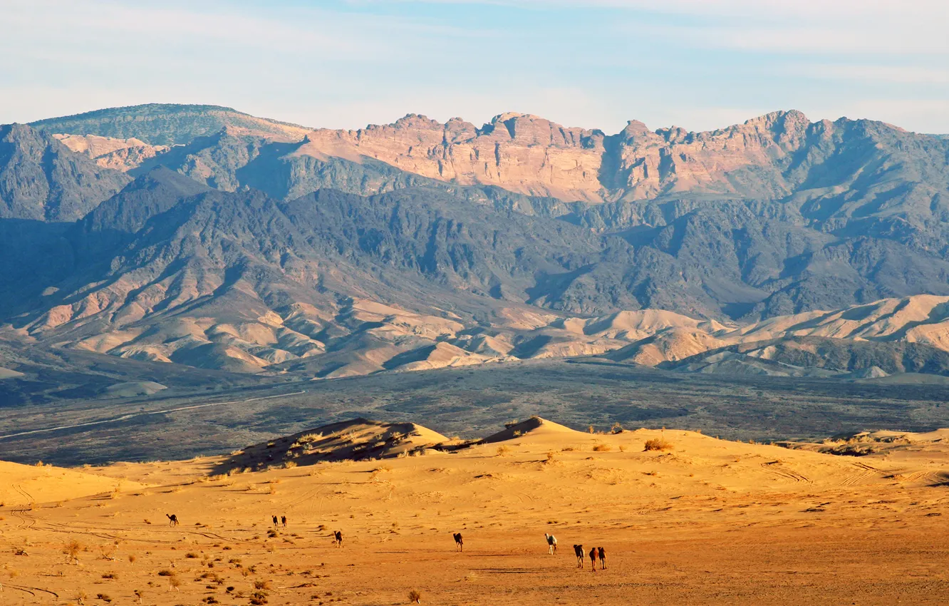 Фото обои горы, пустыня, верблюды, jordan, Иордания
