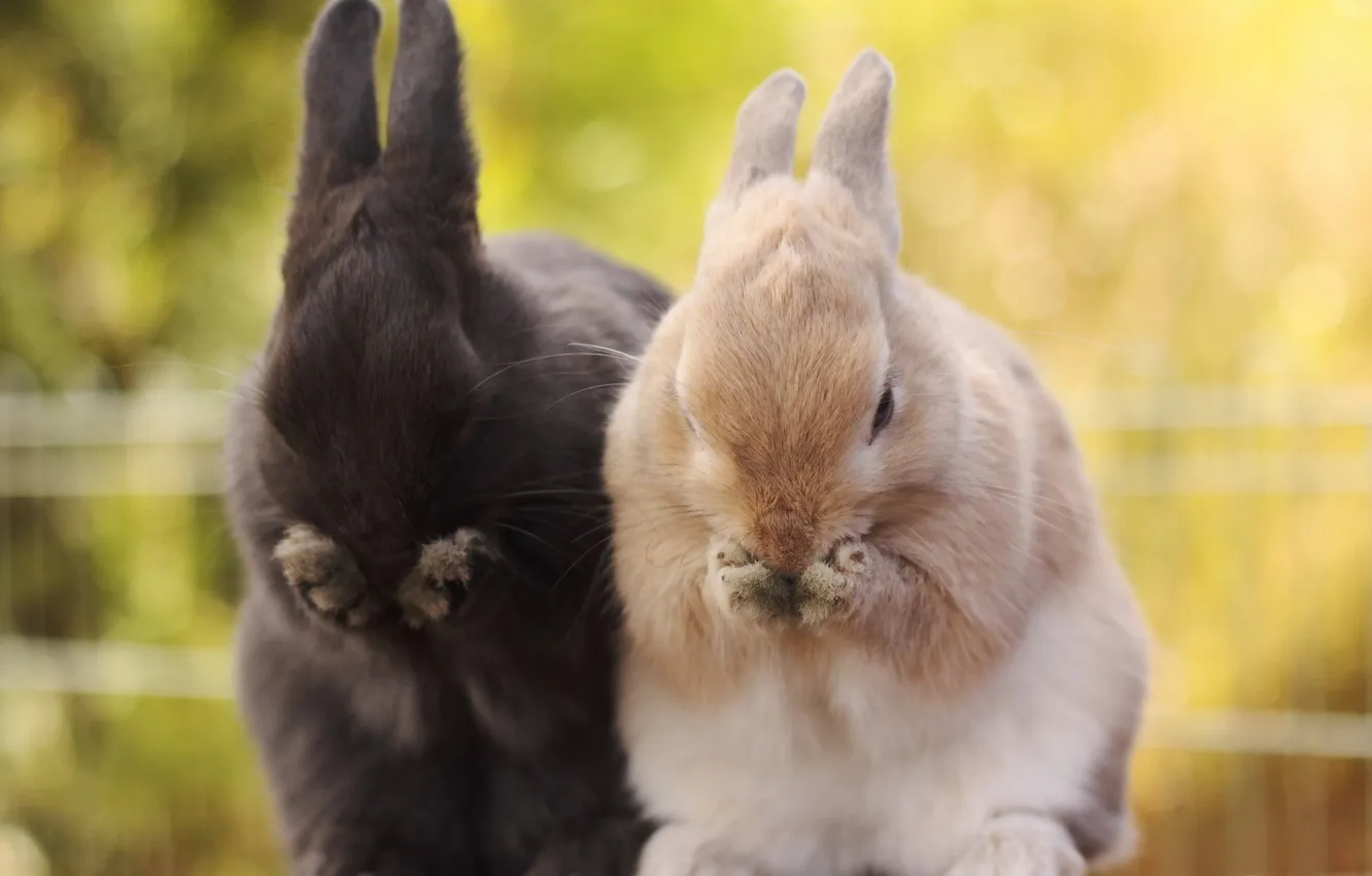 Фото обои животные, лапки, зайцы