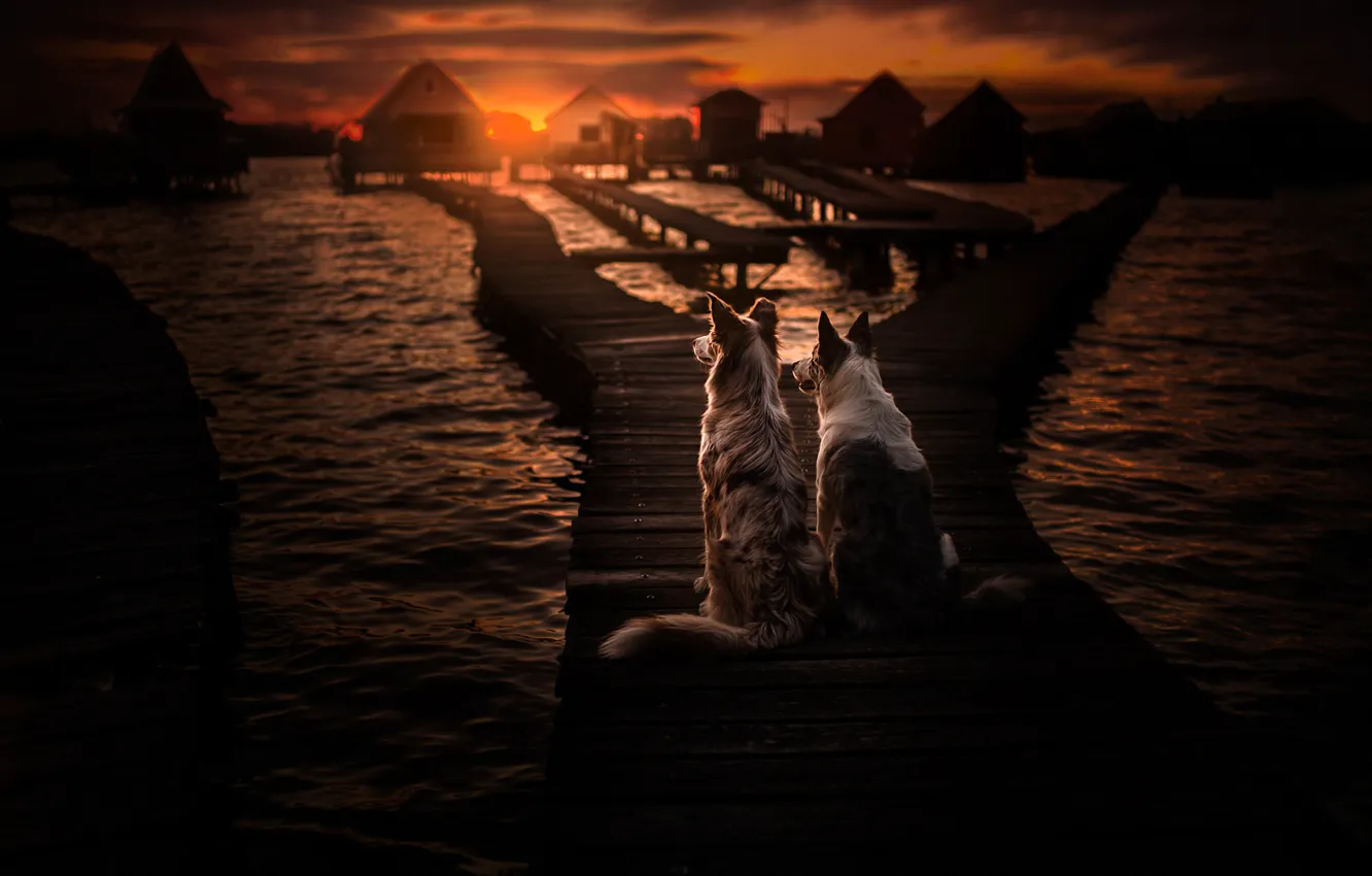 Фото обои море, собаки, закат, пара, мостки, две собаки, Бордер-колли
