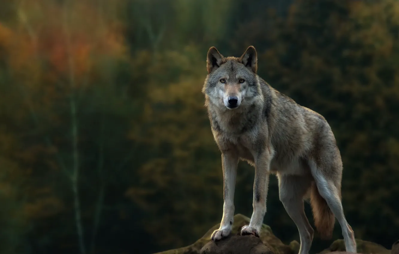 Фото обои forest, predator, autumn, brown wolf, grey, rock, look, carnivore