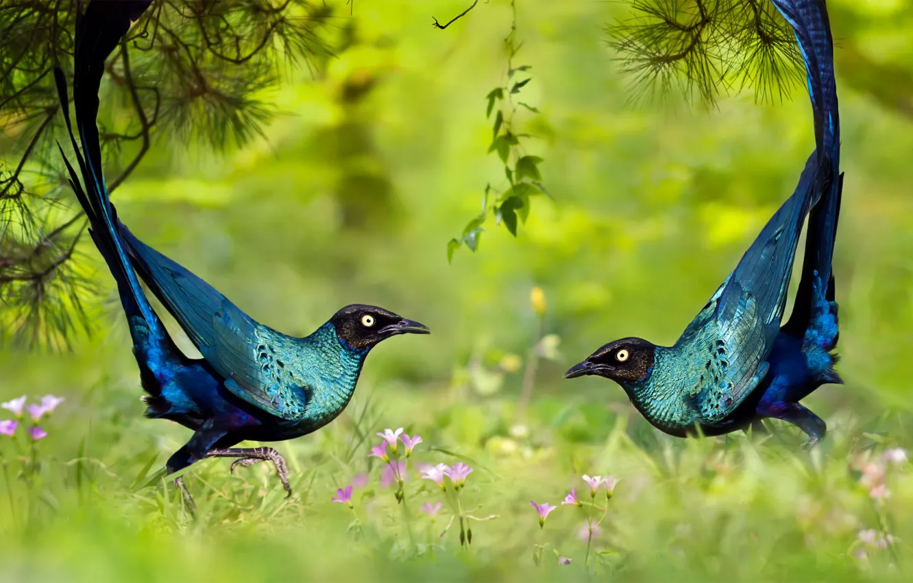 Фото обои трава, природа, птица, танец, длиннохвостый блестящий скворец