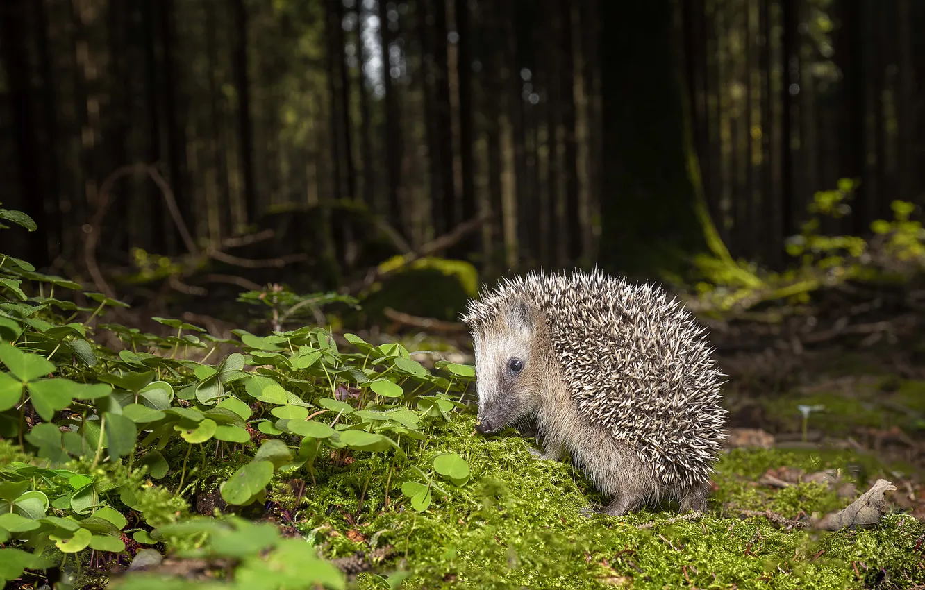 Фото обои зелень, лес, взгляд, листья, деревья, природа, поляна, мох
