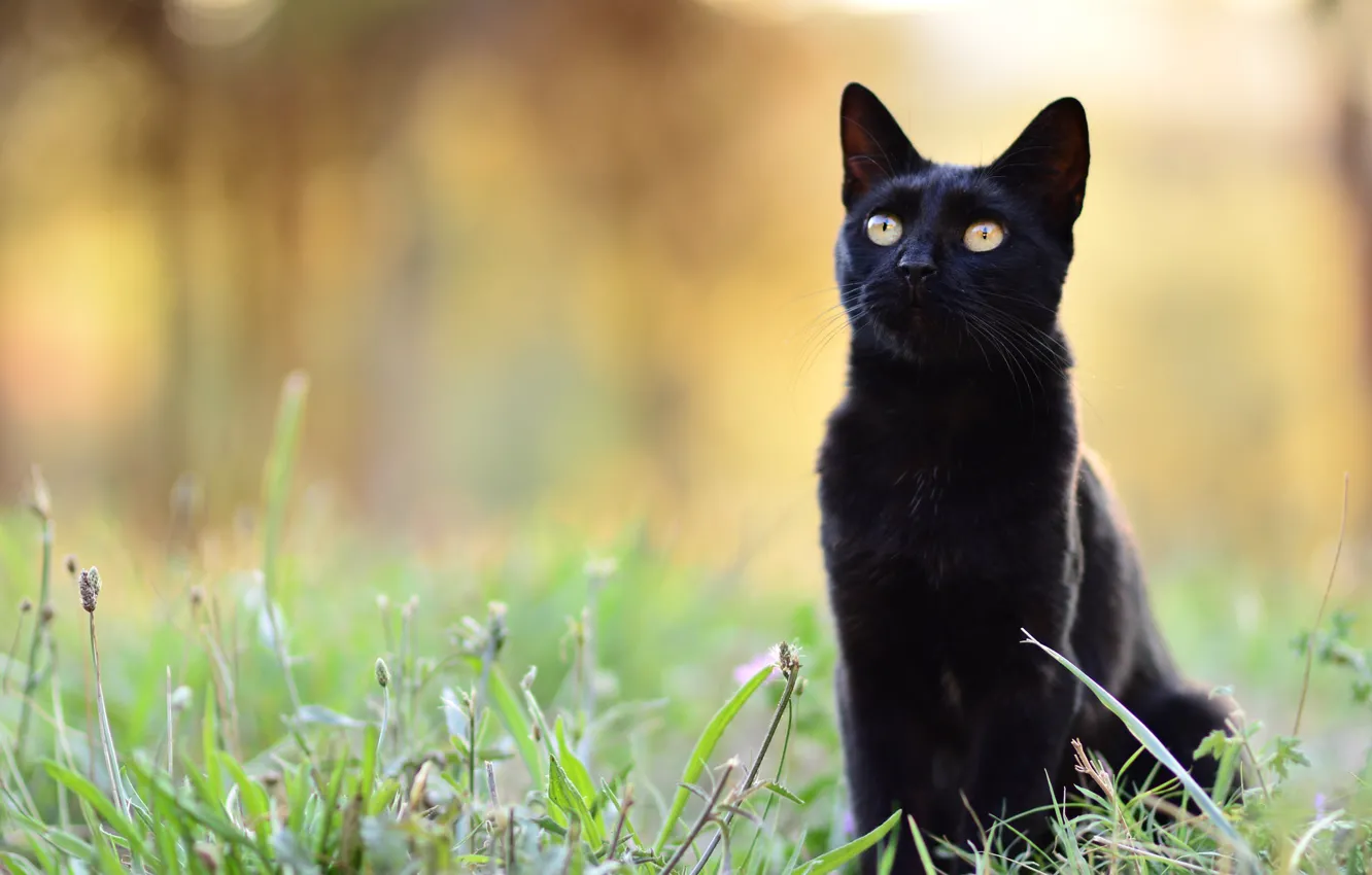 Фото обои кошка, трава, кот, взгляд, морда, природа, поза, черный