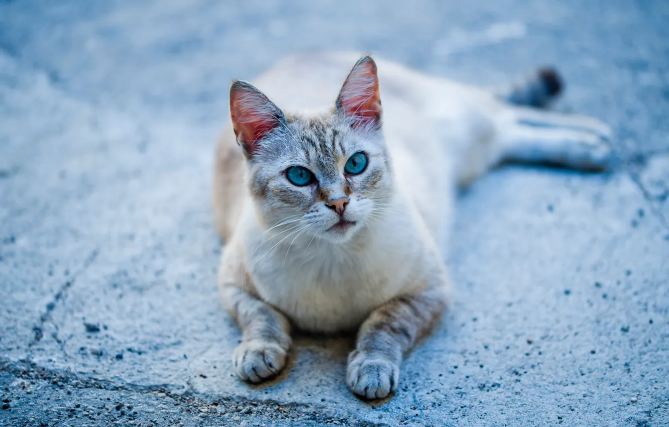 Фото обои кошка, лапки, голубые глаза, котейка
