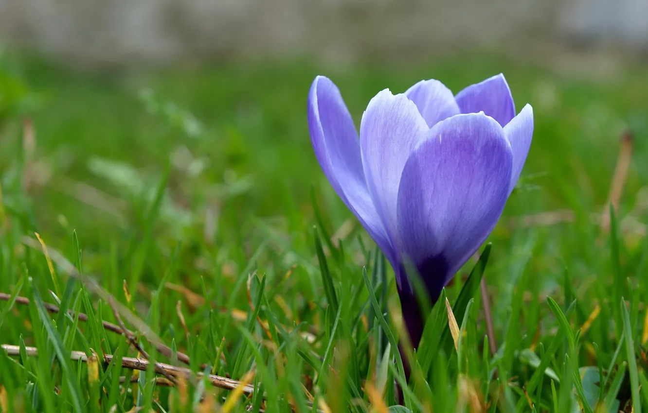 Фото обои цветок, трава, макро, синий, весна, первоцвет, Крокус