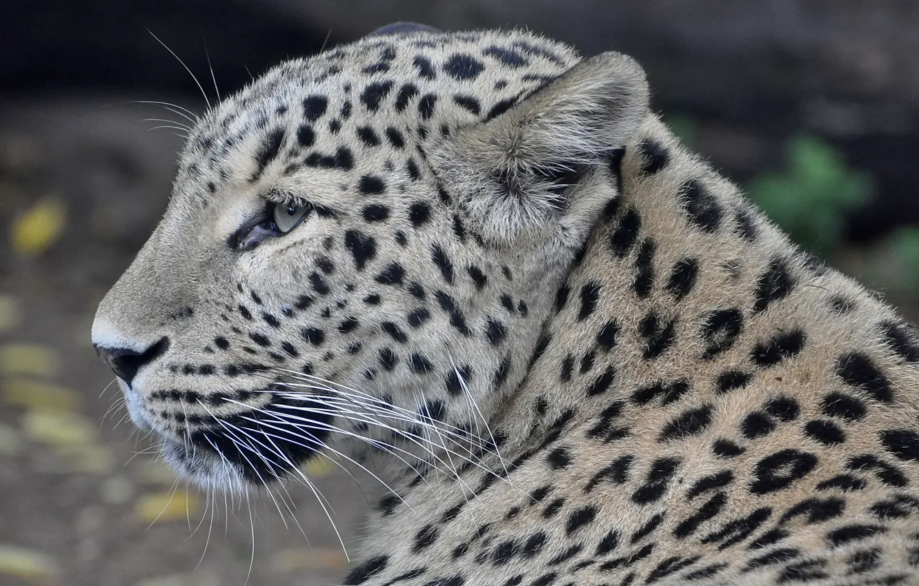 Фото обои морда, хищник, леопард, профиль, персидский