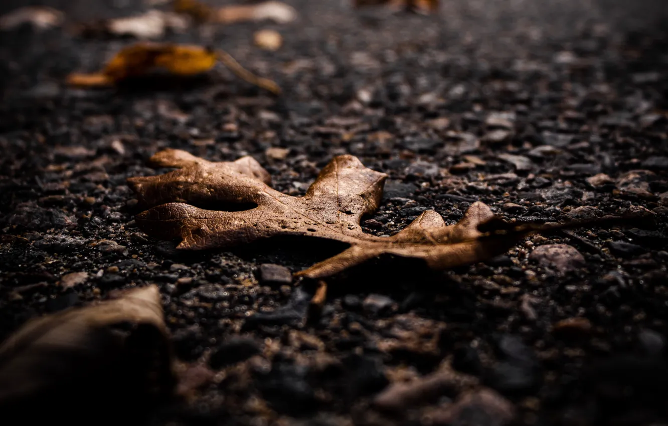 Фото обои осень, асфальт, макро, лист, сухие листья