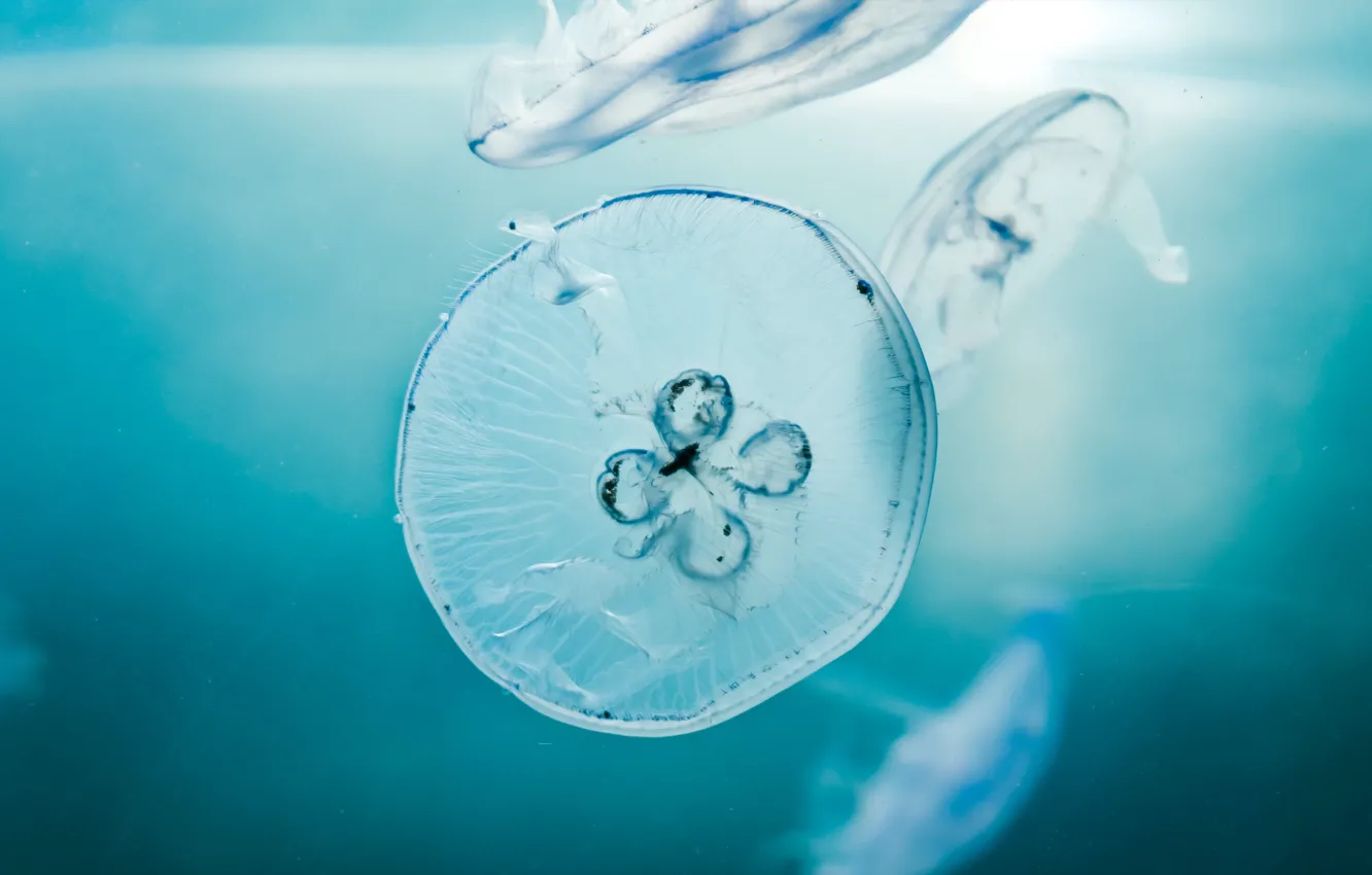 Фото обои вода, медуза, прозрачностьъ