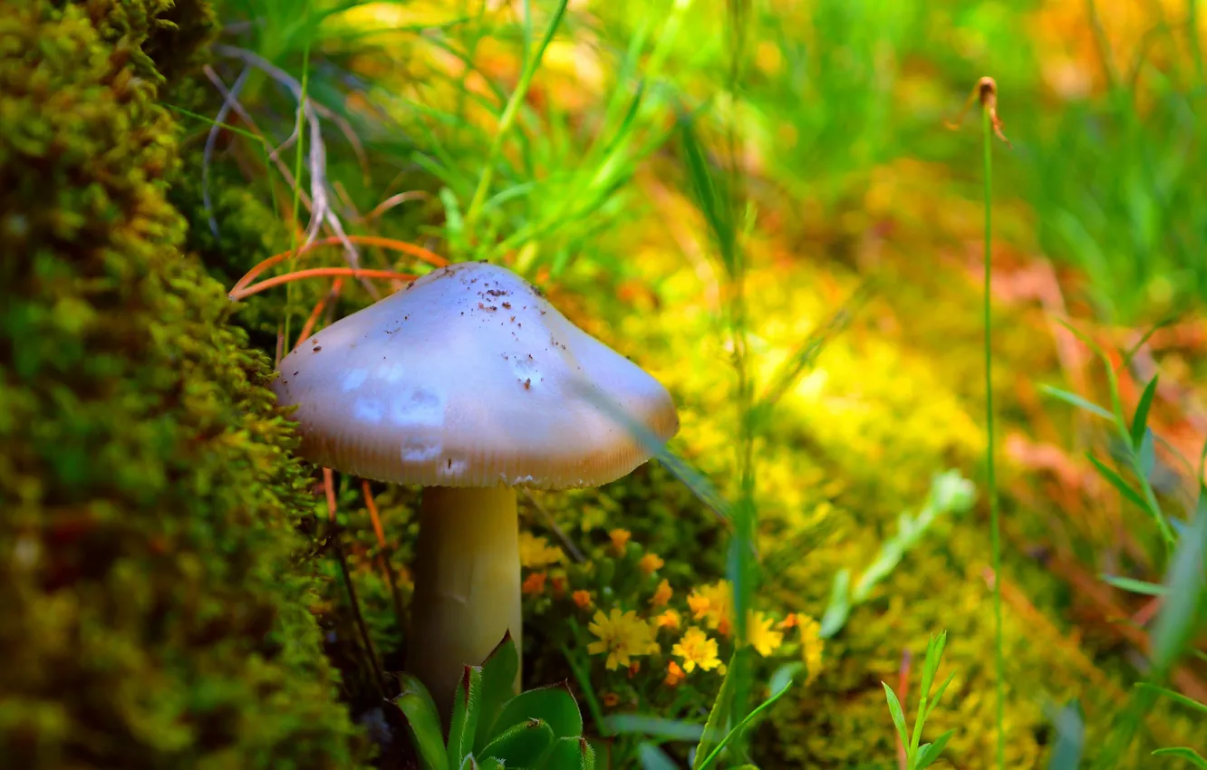 Фото обои Гриб, Цветочки, Mushroom