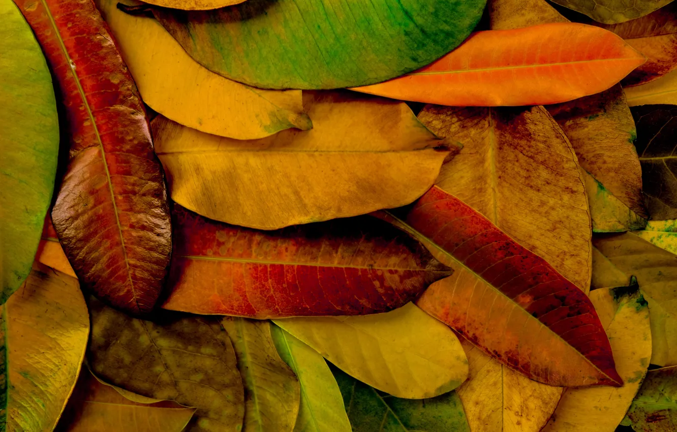 Фото обои осень, листья, фон, colorful, texture, background, autumn, leaves