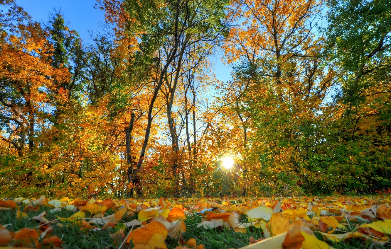 Фото обои осень, листья, солнце
