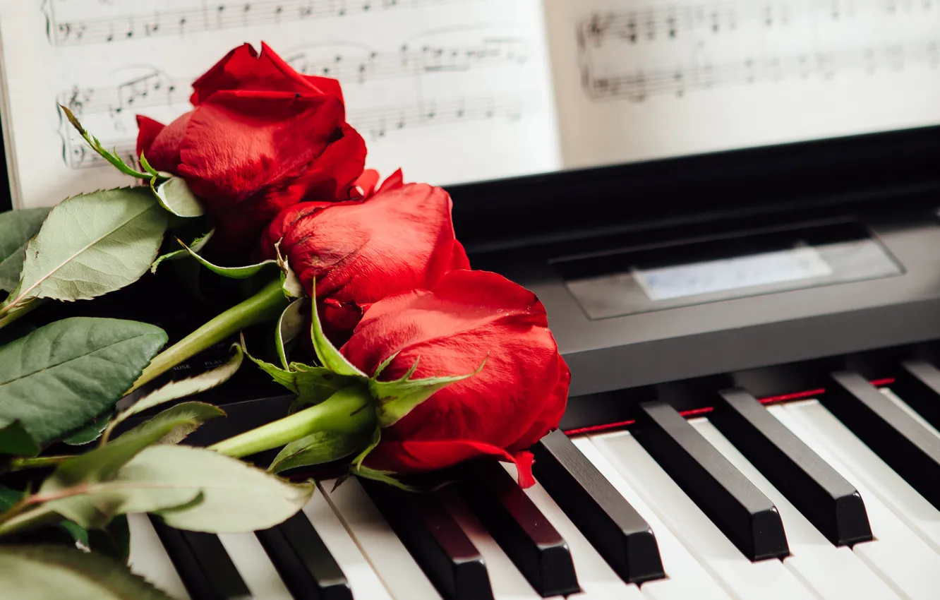 Фото обои ноты, розы, клавиши, красные, три, пианино