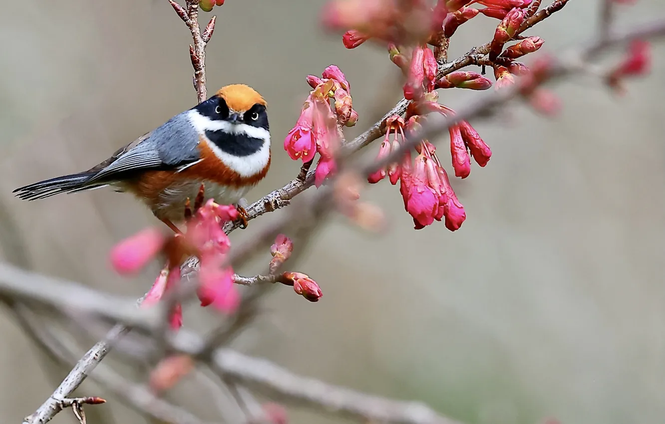 Фото обои ветки, природа, весна, птичка, бутоны