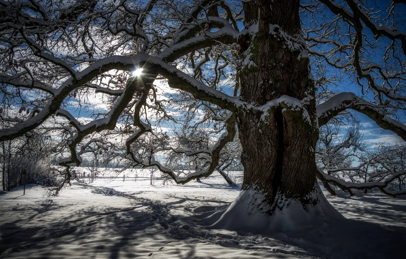 Фото обои зима, солнце, свет, снег, ветки, природа, дерево