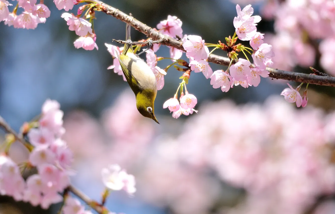 Фото обои цветы, дерево, птица, весна, солнечно, цветение, желтая