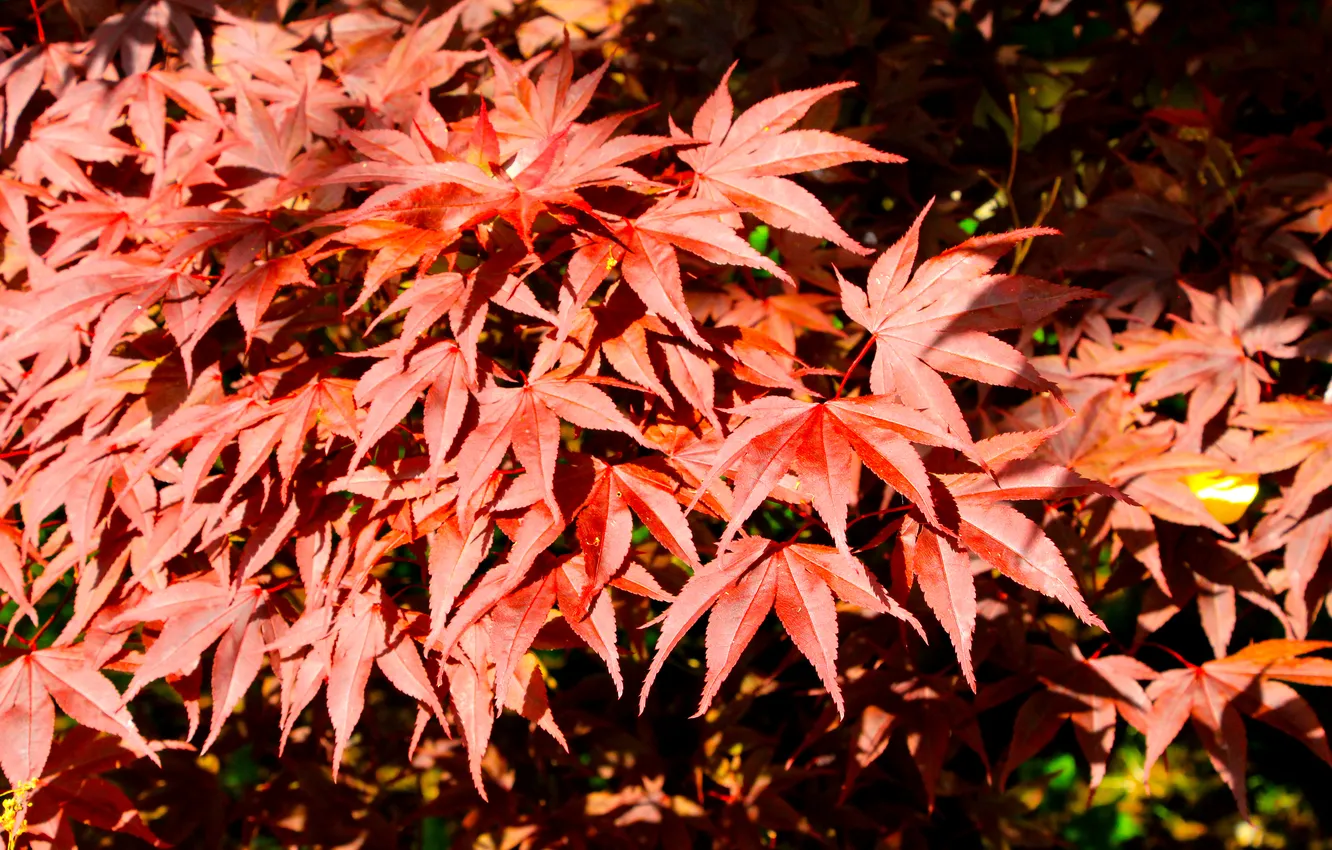 Фото обои red, leafs, twig