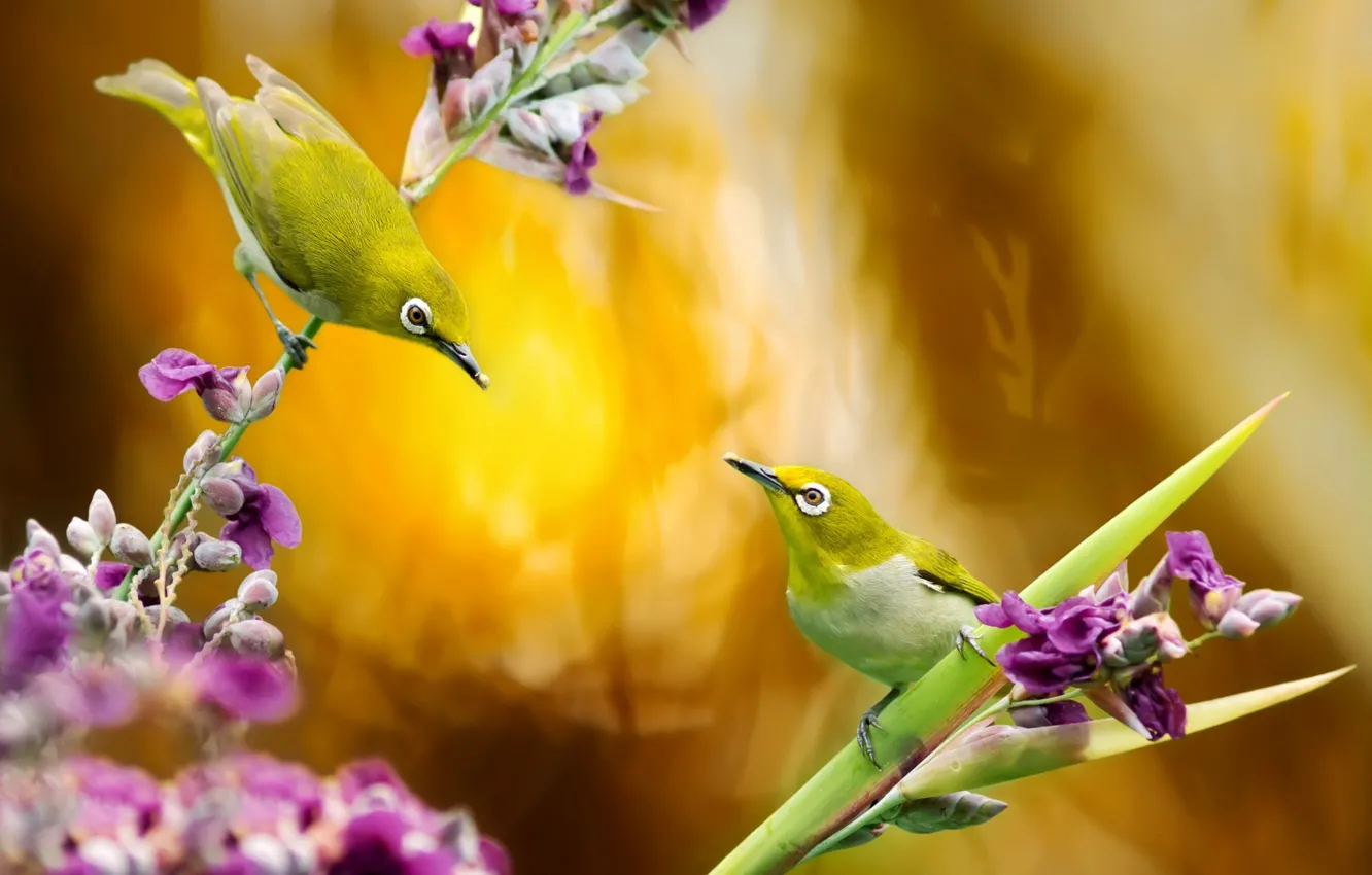 Фото обои цветы, птицы, природа, пара, Тайвань, белоглазка, FuYi Chen, белый глаз