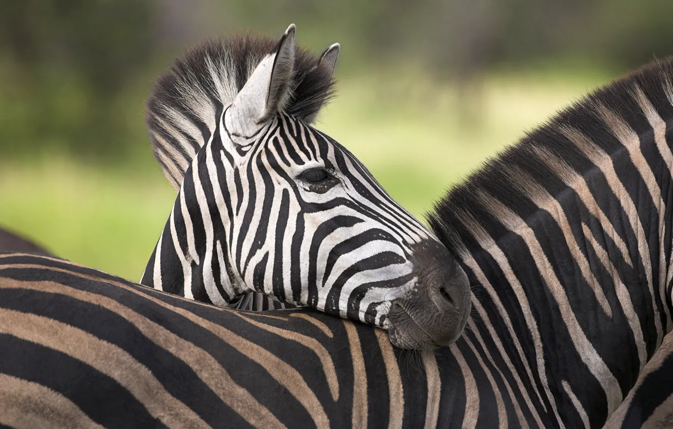 Фото обои зебра, африка, савана